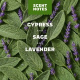 Alpine Sage